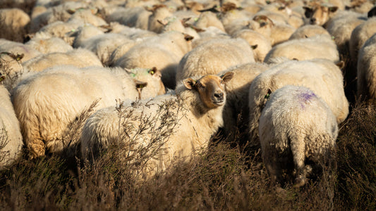 Waarom je Kempische wol wil gebruiken.