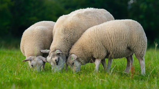 Waarom je Texelaar wolvezels wil gebruiken.