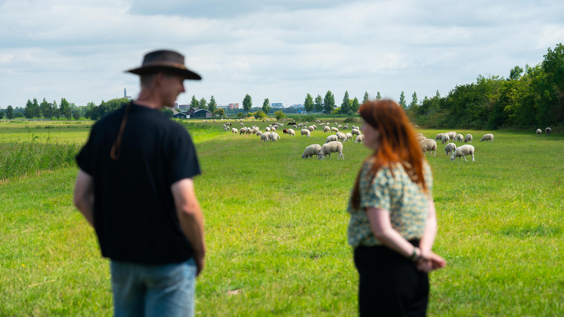 Biologische wol van Nederlandse schapen