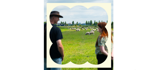 Biologische wol van Nederlandse schapen