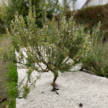 WOL. TUINMAT 250 gr/m2