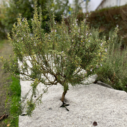 WOL. TUINMAT 350 gr/m2